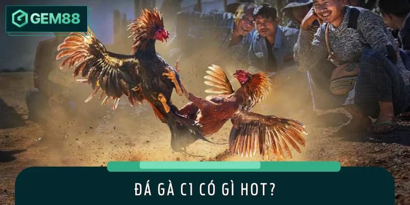 Giới thiệu về nguồn gốc, sức hút của đá gà C1