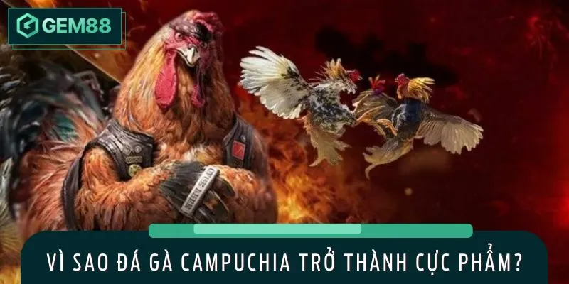Đá gà Campuchia là sân chơi Hot nhất 2025