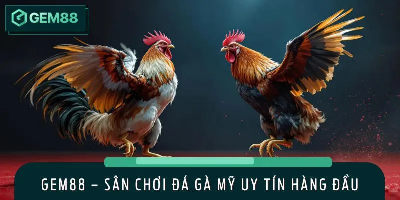 Sân chơi đá gà Mỹ chinh phục hàng triệu bet thủ