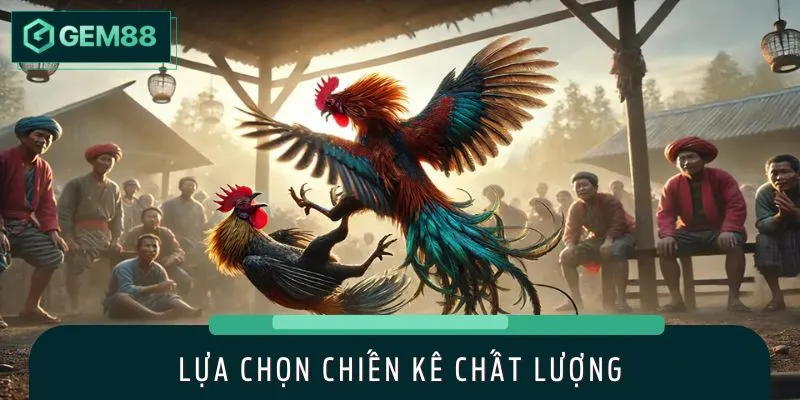 Lưu ý khi chọn gà chiến và đặt cược