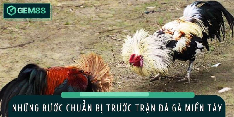 Bước chuẩn bị trước trận đá gà miền Tây