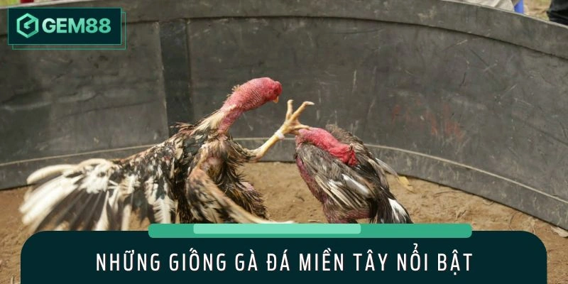 Các giống gà nổi bật hiện nay tại miền Tây