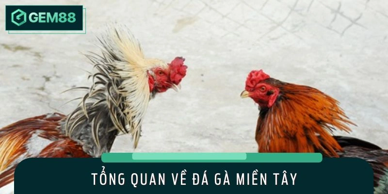 Khái quát sơ lược về hình thức đấu chiến kê miền Tây