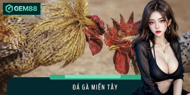 Đá Gà Miền Tây Tại GEM88 - Kết Hợp Hài Hòa Giữa Nét Cổ Xưa